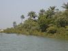 foret_mangrove_quinamel_bis.jpg
