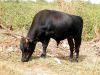 Filename=vache_boeuf_guinee_bissau.jpg
Filesize=121KB
Dimensions=650x488
Date added=Oct 25, 2006 vache_boeuf_guinee_bissau.jpg