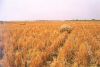 Filename=riz2re_#769;colte.jpg
Filesize=133KB
Dimensions=877x591
Date added=Oct 25, 2006 riz2re_#769;colte.jpg