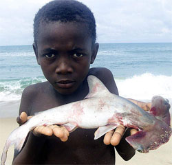 un bébé requin marteau dans les mains d'un enfant 