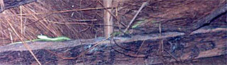 Serpent venimeux mamba en Guinée-Bissau