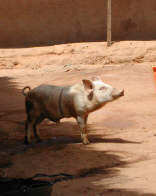 un porc dans le quartier de Bandim à Bissau